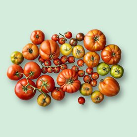 Tomaten Tomaten