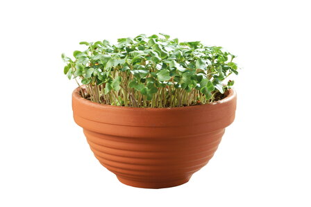 Buzzy&reg; Microgreens Terracotta schaal Boerenkool