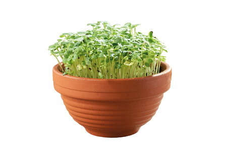 Buzzy&reg; Microgreens Terracotta schaal Tatsoi