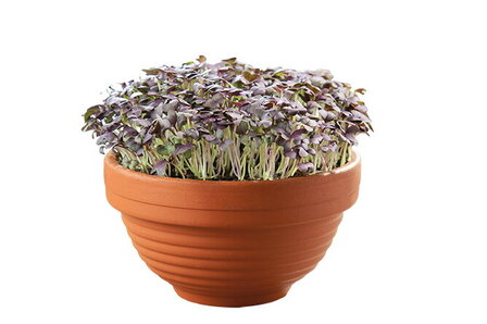 Buzzy&reg; Microgreens Terracotta schaal Rode Mizuna