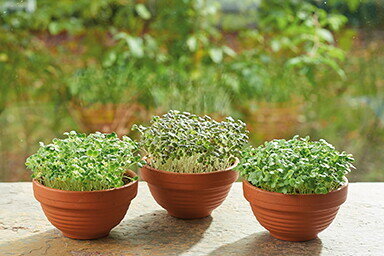 Buzzy&reg; Microgreens Terracotta schaal Rode Mizuna