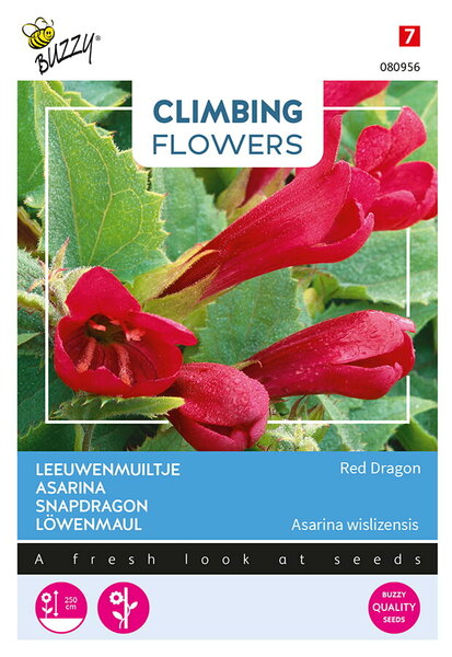 Buzzy&reg; Climbing Flowers, Asarina, Leeuwenmuiltje Red Dragon
