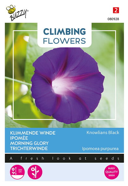 Buzzy&reg; Climbing Flowers, Ipomoea Knowlians Black