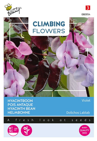 Buzzy&reg; Climbing Flowers, Dolichos Lablab, Hyacinthboon