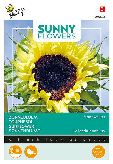 Buzzy&reg; Sunny Flowers, Zonnebloem Moonwalker