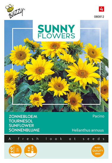 Buzzy&reg; Sunny Flowers, Zonnebloem Pacino