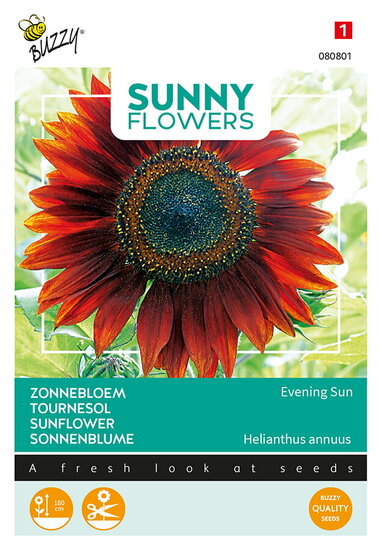 Buzzy&reg; Sunny Flowers, Zonnebloem Avondzon