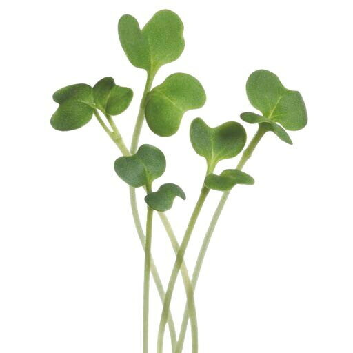 Buzzy&reg; Microgreens, Mizuna Green