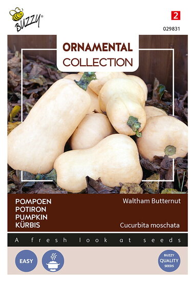 Buzzy&reg; Ornamental Pompoen Waltham Butternut