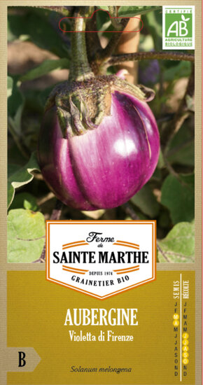 Aubergine &#039;Violette de Florence&#039;