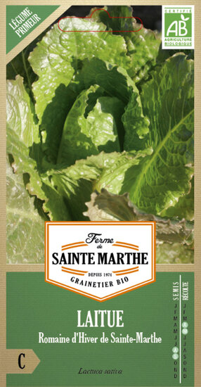 Sla Romaine &#039;D&#039;Hiver de Sainte Marthe&#039;