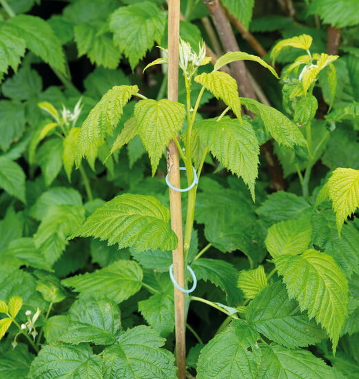 SOGO Plantenringen 50st