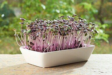 Buzzy&reg; Microgreens Micro Garden, Daikon Radijs