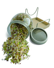 Geo Sprouting Jar