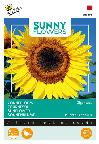 Buzzy® Sunny Flowers, Reuzenzonnebloem Giganteus