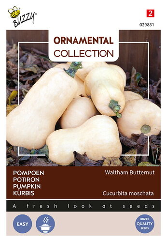Buzzy® Ornamental Pompoen Waltham Butternut