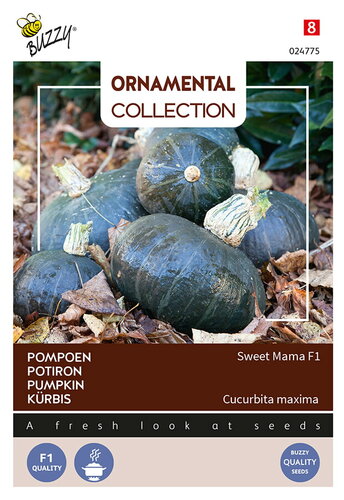 Buzzy® Ornamental, Pompoen Sweet Mama F1