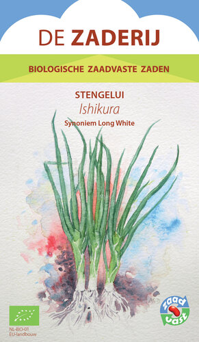 Stengelui - Ishikura Long White Stengelui - Ishikura Long White