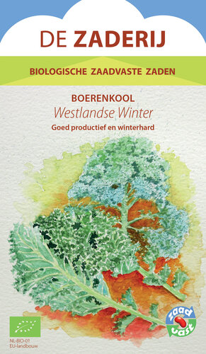 Boerenkool - Westlandse Winter Boerenkool - Westlandse Winter