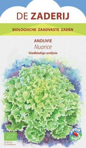 Andijvie – Nuance Andijvie – Nuance