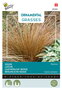 Buzzy® Ornamental Grasses, Zegge 'Bronco'