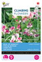 Buzzy® Climbing Flowers, Lathyrus Unwin's Striped