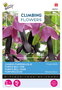 Buzzy® Climbing Flowers, Rhodochiton, Purple Bells