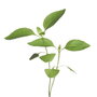 Buzzy® Microgreens, Citroenbasilicum