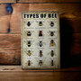 Types of Bee #1